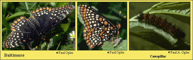 bcheckerspot.jpg